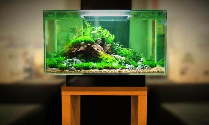 modern 10 gallon fish tank