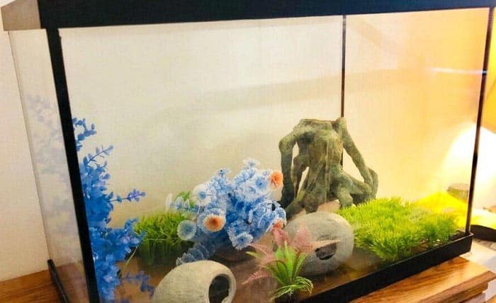 20-gallon-fish-tanks