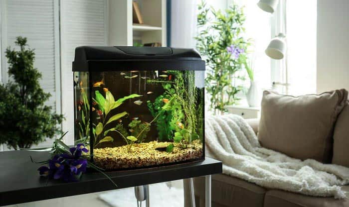 Best 20 Gallon Fish Tanks 2020 - Get aquarium fish
