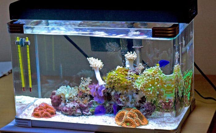 Best 30 Gallon Fish Tanks 2020 - Get aquarium fish