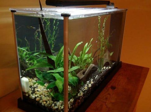 5-gallon-aquarium-01