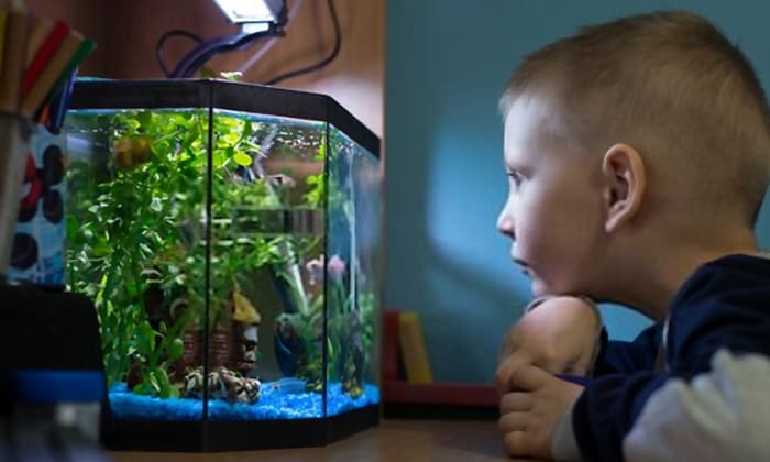 All-in-One-Fish-Tanks