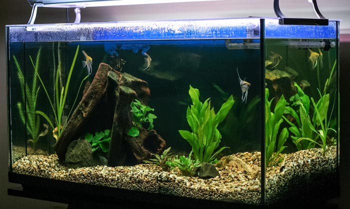 The Best Aquarium Gravel for 2020