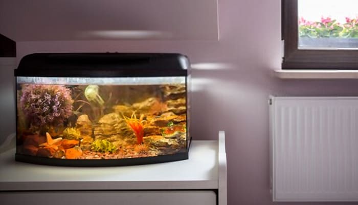 Best Fish Tanks for Beginners 2020