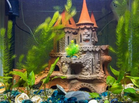 aquarium-decorations