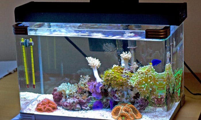 The Best Aquarium Filter 10 Gallon Tank  2020