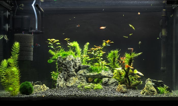 The Best Aquarium Filter 20 Gallon Tank  2020