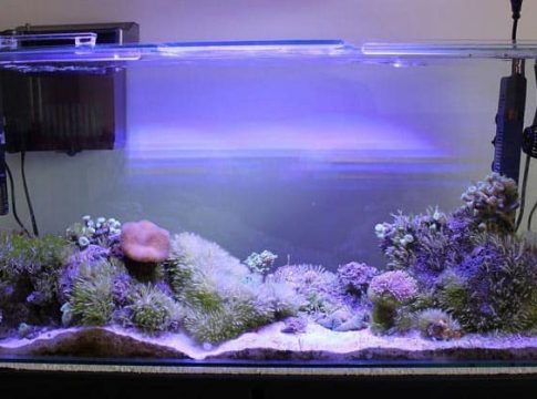 aquarium-filter-30-gallon