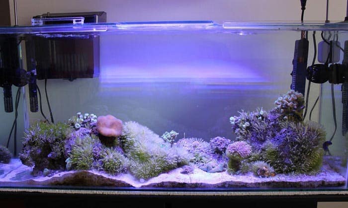 The Best Aquarium Filter 30 Gallon Tank  2020