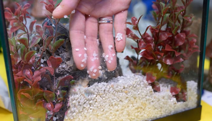 The Best Aquarium Sands for 2020