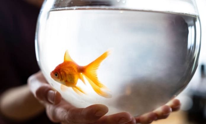 Best Fish Bowls 2020 - Get aquarium fish