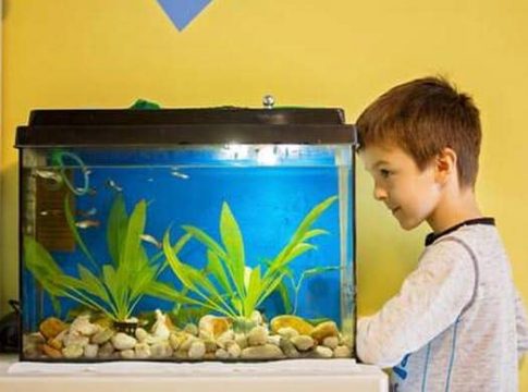 Best Fish Aquarium For Young Child Aquarium fish tank accessories cichlid must aquariums african through cichlids fishes gallon glow character
