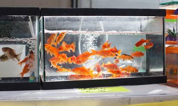 large gold fish tank