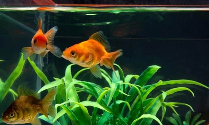 goldfish-fish-tanks