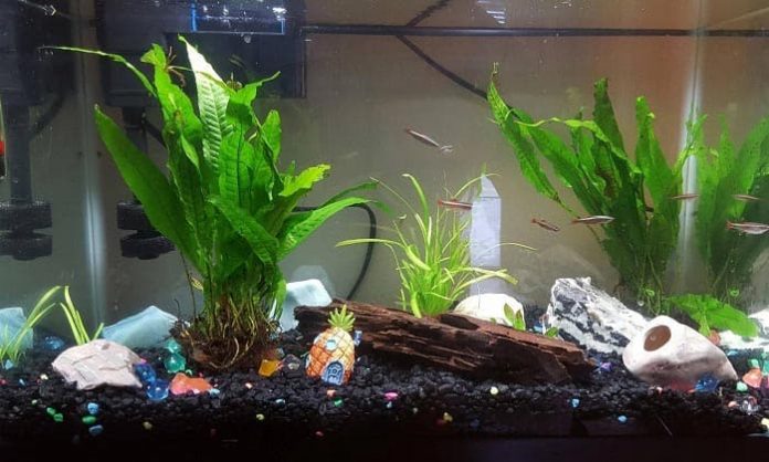 Best Aquarium Plants to Reduce Nitrates 2020 - Get aquarium fish