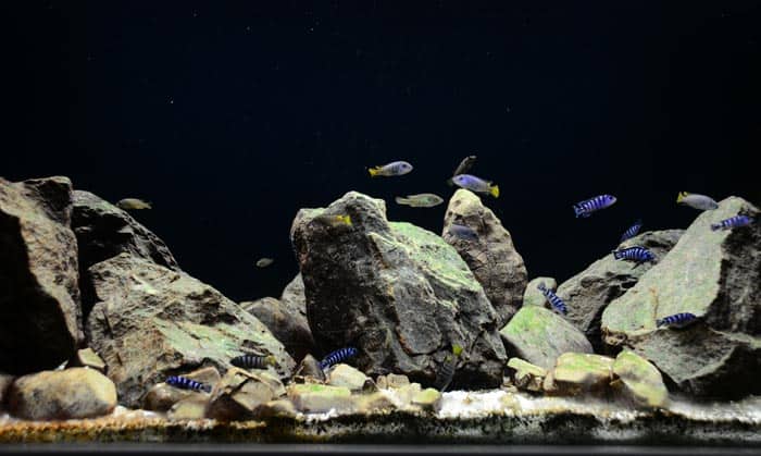 Best Rocks for Freshwater Aquarium 2020