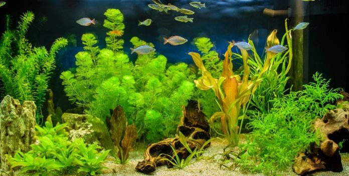 Best Silk Aquarium Plants 2020 - Get aquarium fish