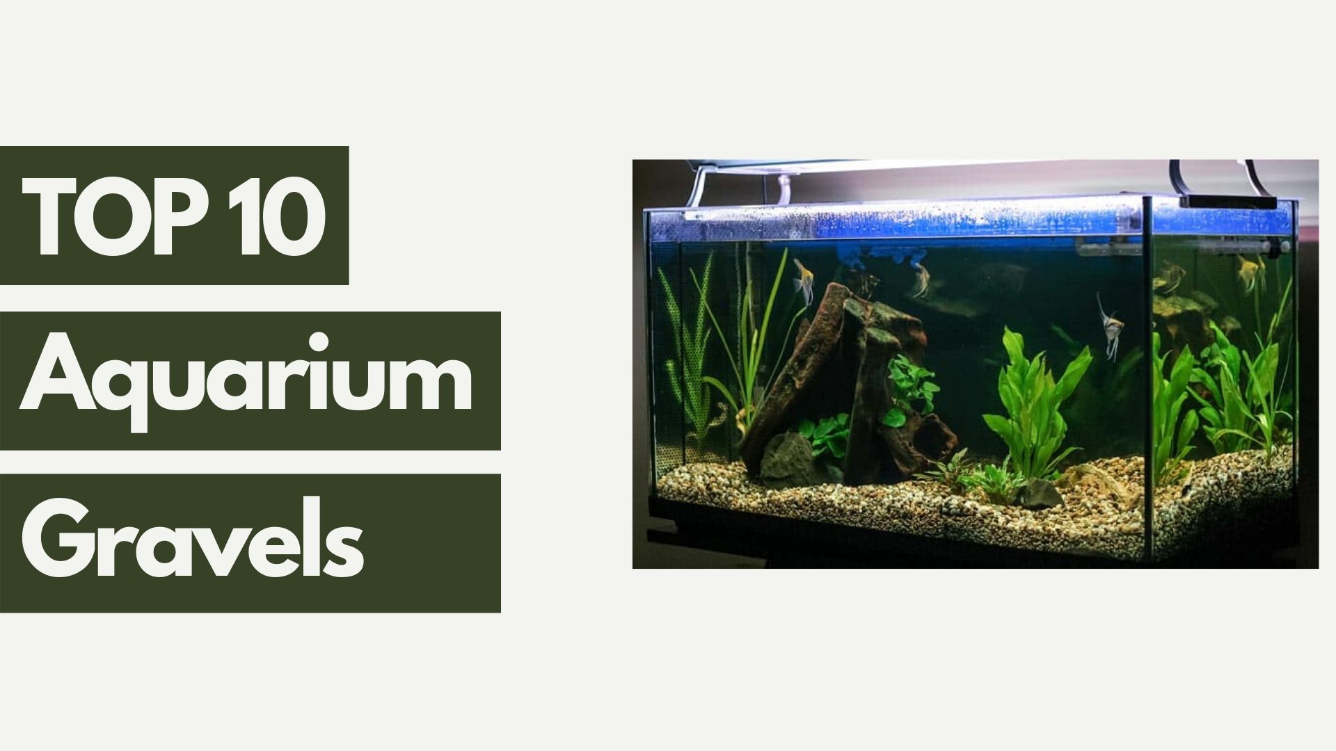 The Best Aquarium Gravel for 2020 Get aquarium fish