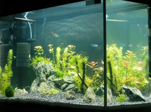 internal-aquarium-filter
