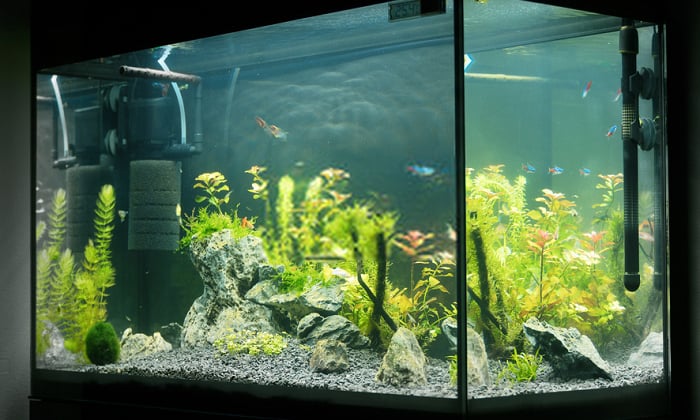 The Best Internal Aquarium Filters 2020